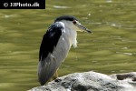 nycticorax nycticorax black crowned night heron nycticorax nycticorax black crowned night heron
