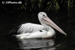 pelecanus conspicillatus austrian pelican pelecanus conspicillatus austrian pelican