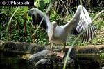 pelecanus conspicillatus austrian pelican pelecanus conspicillatus austrian pelican