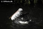 pelecanus conspicillatus austrian pelican pelecanus conspicillatus austrian pelican