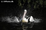 pelecanus conspicillatus austrian pelican pelecanus conspicillatus austrian pelican