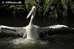 pelecanus conspicillatus austrian pelican pelecanus conspicillatus austrian pelican