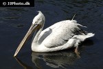 pelecanus crispus dalmatian pelican pelecanus crispus dalmatian pelican