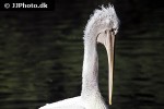 pelecanus crispus dalmatian pelican pelecanus crispus dalmatian pelican