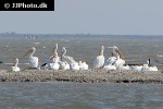 pelecanus erythrorhynchos american white pelican pelecanus erythrorhynchos american white pelican
