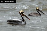 pelecanus occidentalis brown pelican pelecanus occidentalis brown pelican