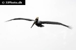 pelecanus occidentalis brown pelican pelecanus occidentalis brown pelican