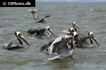 pelecanus occidentalis brown pelican pelecanus occidentalis brown pelican