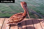 pelecanus occidentalis brown pelican pelecanus occidentalis brown pelican