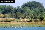 pelecanus philippensis spot billed pelican pelecanus philippensis spot billed pelican