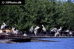pelecanus rufescens pink backed pelican pelecanus rufescens pink backed pelican