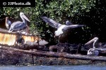 pelecanus rufescens pink backed pelican pelecanus rufescens pink backed pelican
