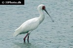 platalea alba african spoonbill platalea alba african spoonbill