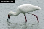 platalea alba african spoonbill platalea alba african spoonbill