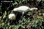 platalea leucorodia eurasian spoonbill platalea leucorodia eurasian spoonbill