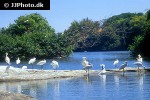 platalea leucorodia eurasian spoonbill platalea leucorodia eurasian spoonbill
