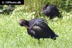 plegadis falcinellus glossy ibis plegadis falcinellus glossy ibis