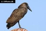 scopus umbretta hamerkop scopus umbretta hamerkop