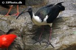 threskiornis spinicollis straw necked ibis threskiornis spinicollis straw necked ibis