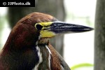 tigrisoma lineatum rufescent tiger heron tigrisoma lineatum rufescent tiger heron