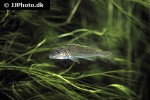 gymnocephalus cernua gymnocephalus cernua