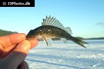 gymnocephalus cernua gymnocephalus cernua