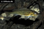 gymnocephalus cernua gymnocephalus cernua