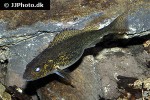 gymnocephalus cernua gymnocephalus cernua