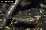 gymnocephalus cernua gymnocephalus cernua
