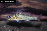 gymnocephalus cernua gymnocephalus cernua