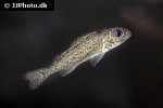 gymnocephalus cernua gymnocephalus cernua