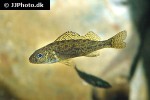 gymnocephalus cernua gymnocephalus cernua