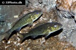 gymnocephalus cernua gymnocephalus cernua