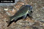 gymnocephalus cernua gymnocephalus cernua