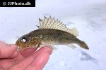 gymnocephalus cernua gymnocephalus cernua