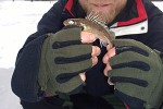 gymnocephalus cernua gymnocephalus cernua