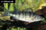 perca flavescens perca flavescens