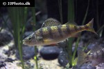 perca flavescens perca flavescens