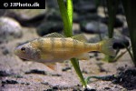 perca flavescens perca flavescens