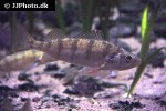 perca flavescens perca flavescens