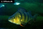 perca fluviatilis perca fluviatilis