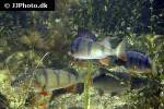 perca fluviatilis perca fluviatilis