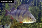 perca fluviatilis perca fluviatilis