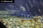 perca fluviatilis perca fluviatilis