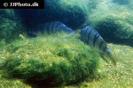perca fluviatilis perca fluviatilis