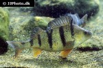 perca fluviatilis perca fluviatilis