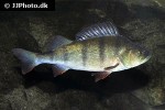 perca fluviatilis perca fluviatilis