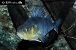 perca fluviatilis perca fluviatilis