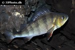 perca fluviatilis perca fluviatilis