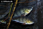 perca fluviatilis perca fluviatilis